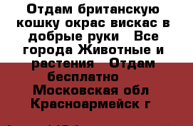 Отдам британскую кошку окрас вискас в добрые руки - Все города Животные и растения » Отдам бесплатно   . Московская обл.,Красноармейск г.